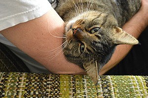 NN_catbenefits