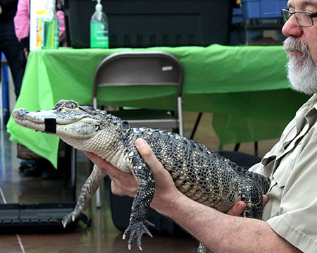 ML_CSIReptiles_Alligator