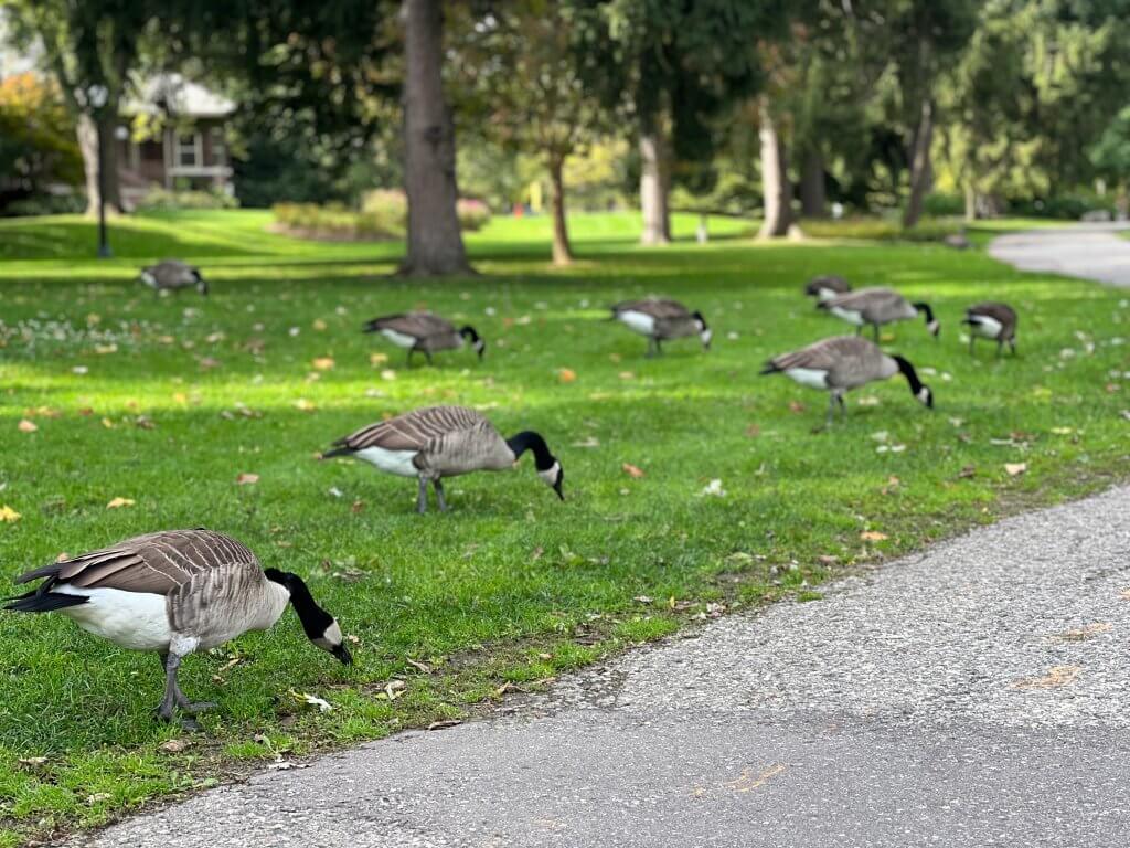 Canada goose at victoria park