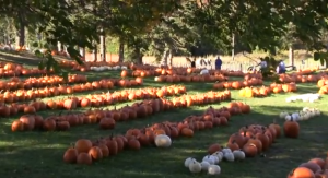 Pumpkins
